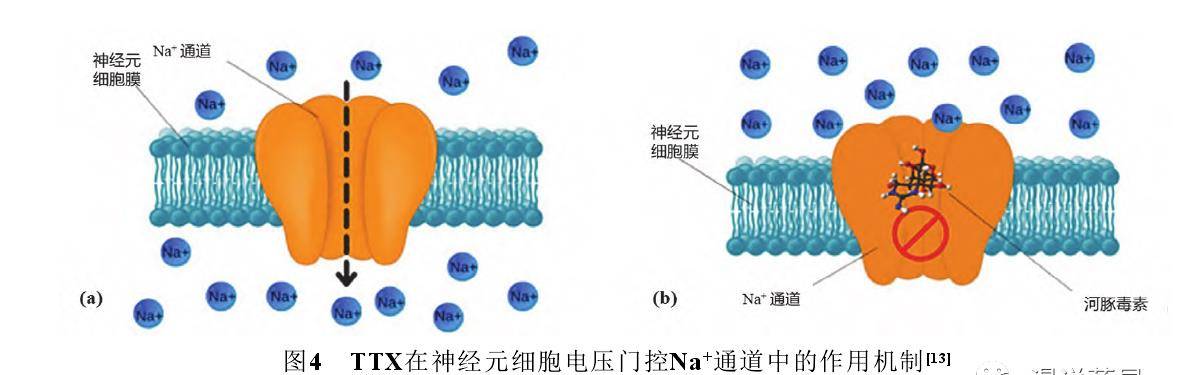 钠离子通道状态图解图片