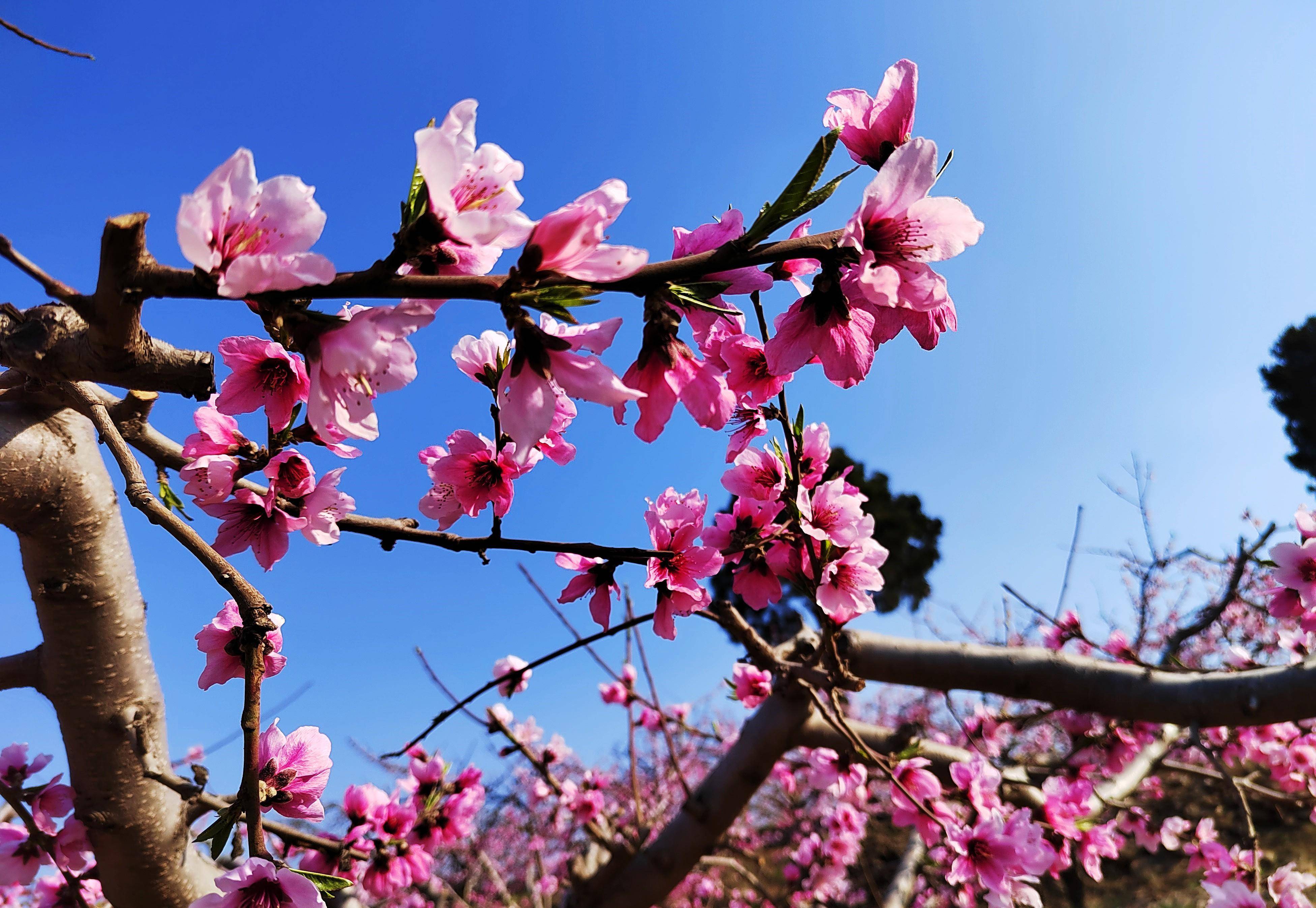 远赴人间桃花宴