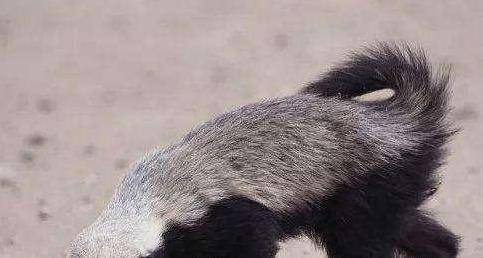 我们都知道,蛇怕"平头哥"蜜獾.事实上,猪獾,狗獾和狼獾是蛇的天敌.