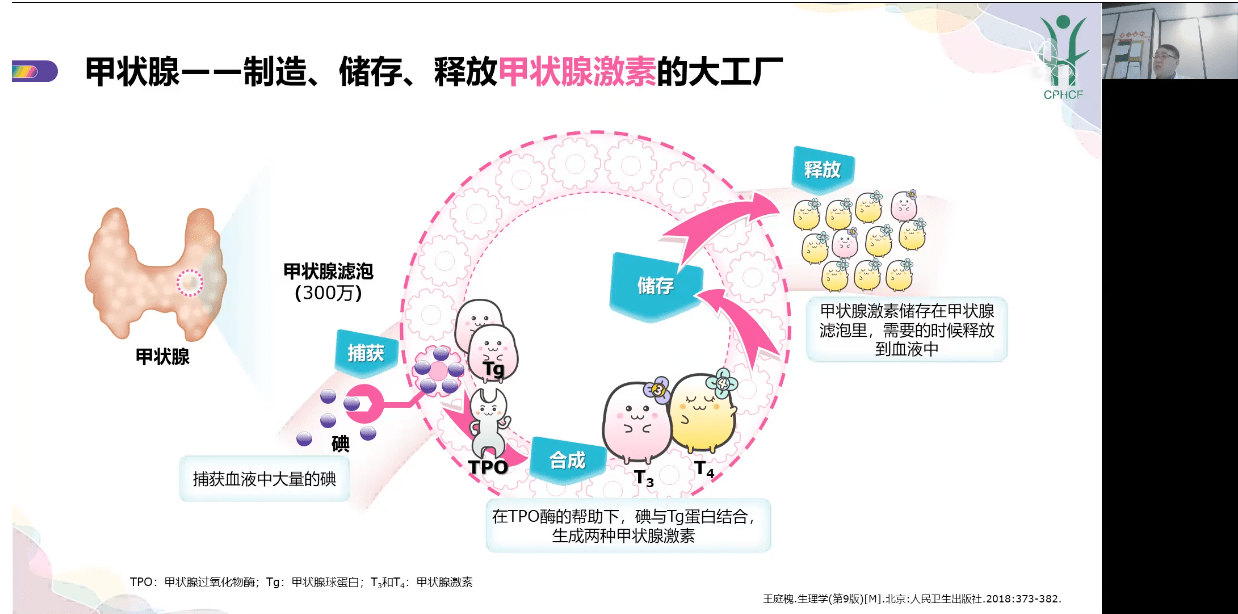 甲状腺球蛋白结构图片