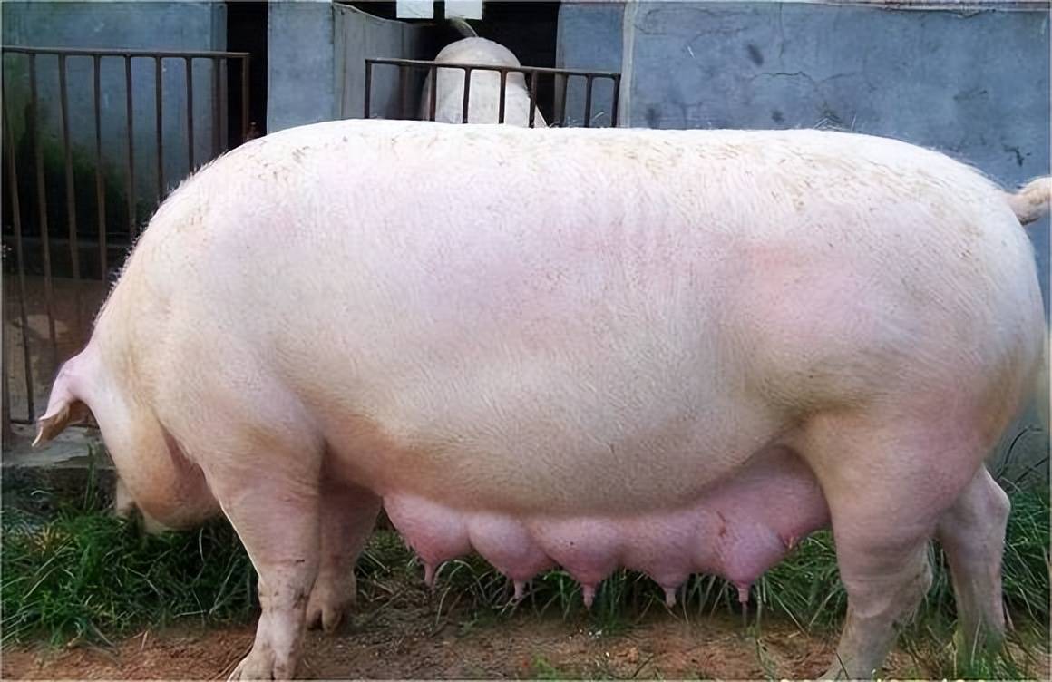 母猪怀孕90天图片图片