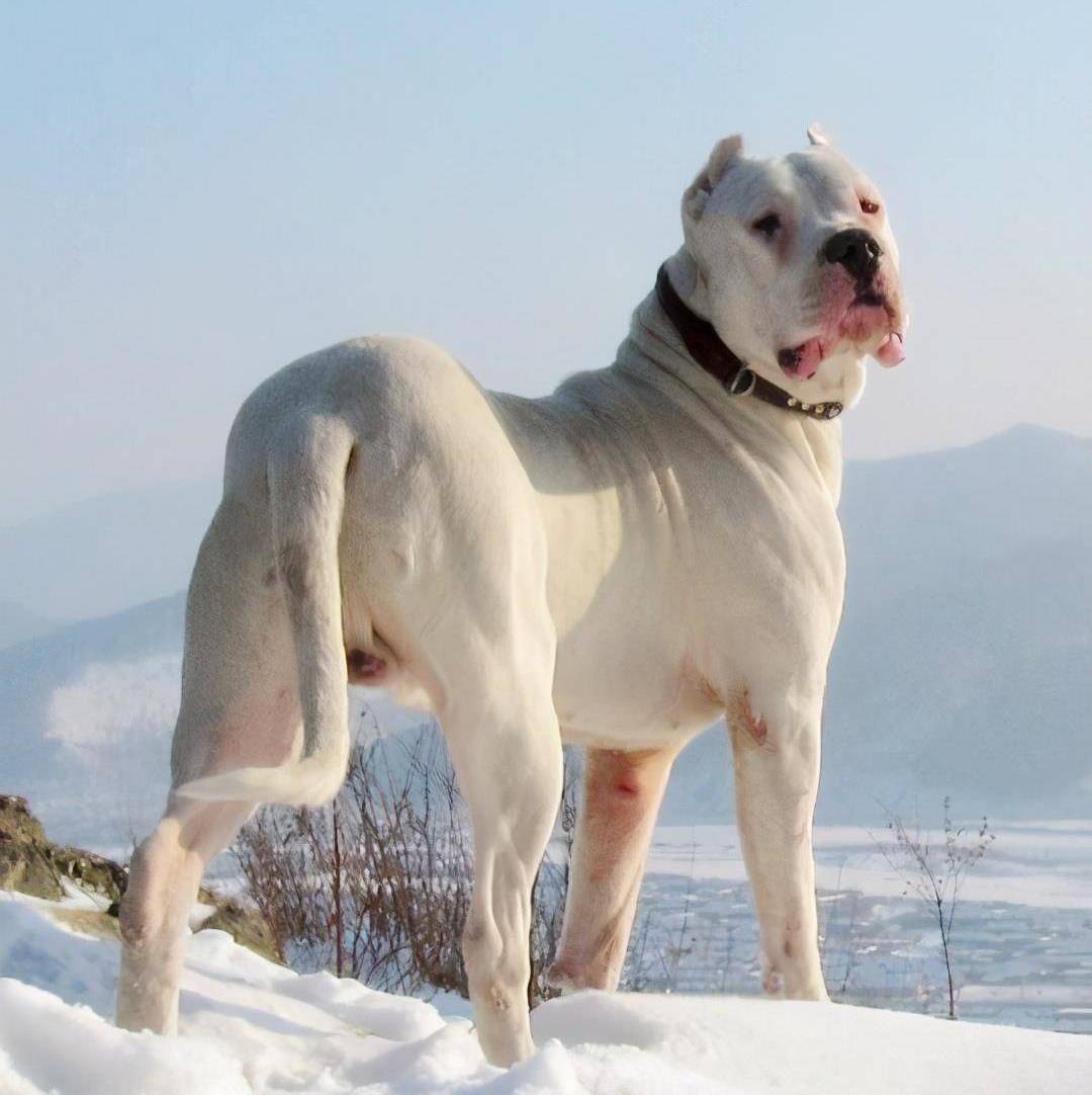 世界烈性犬排名图片