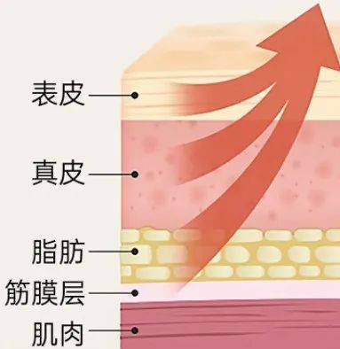 5大层次组成的它是由皮肤,皮下脂肪,筋膜,肌肉以及骨骼我们的面部什么