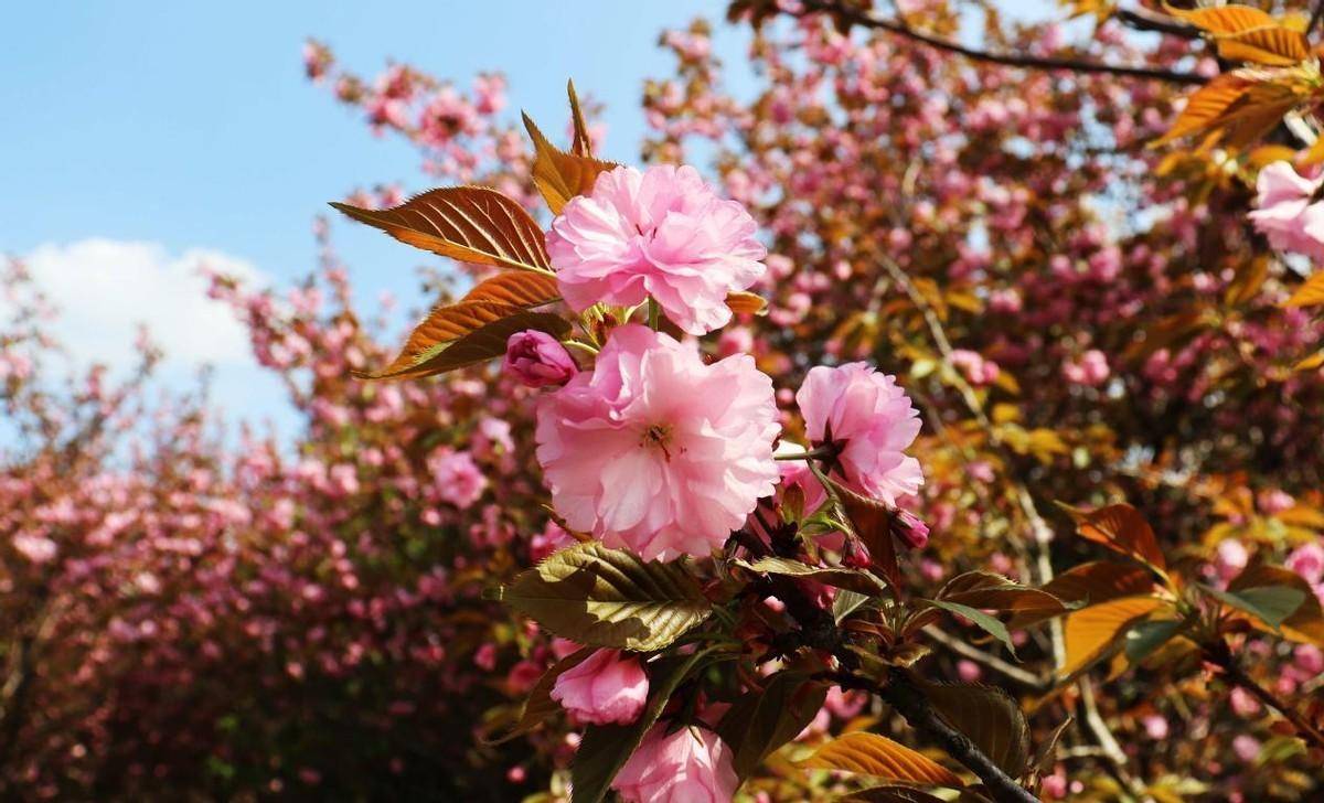 扬州甘泉樱花园,它是全国最大樱花基地,花开时节的这里美极了_大道