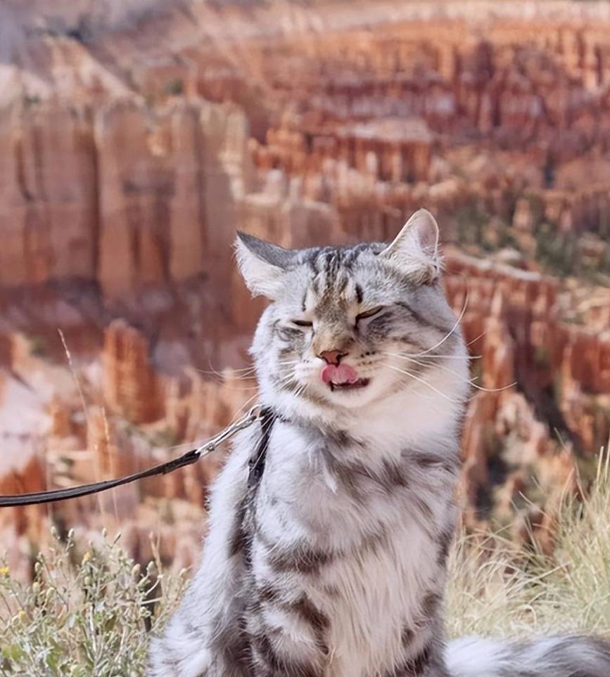 这款行走的鸡毛掸子猫,知道的人不多但却颜值爆表……_森林_时候_群众