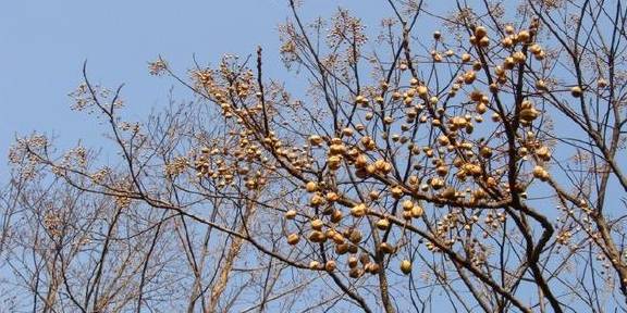 正所谓:前不栽桑,后不栽柳,当院不栽鬼拍手.