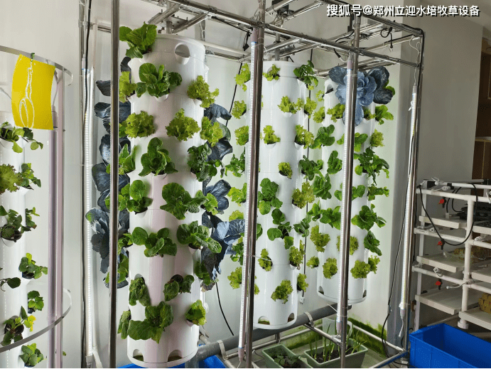 水培教室：从育苗到种植的劳动教育计划(水培植物的教案)
