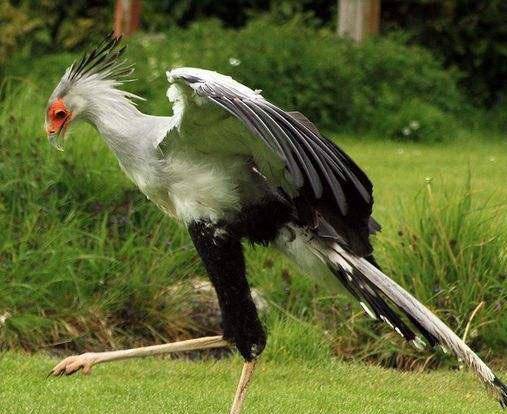 秃鹰_因为_草原