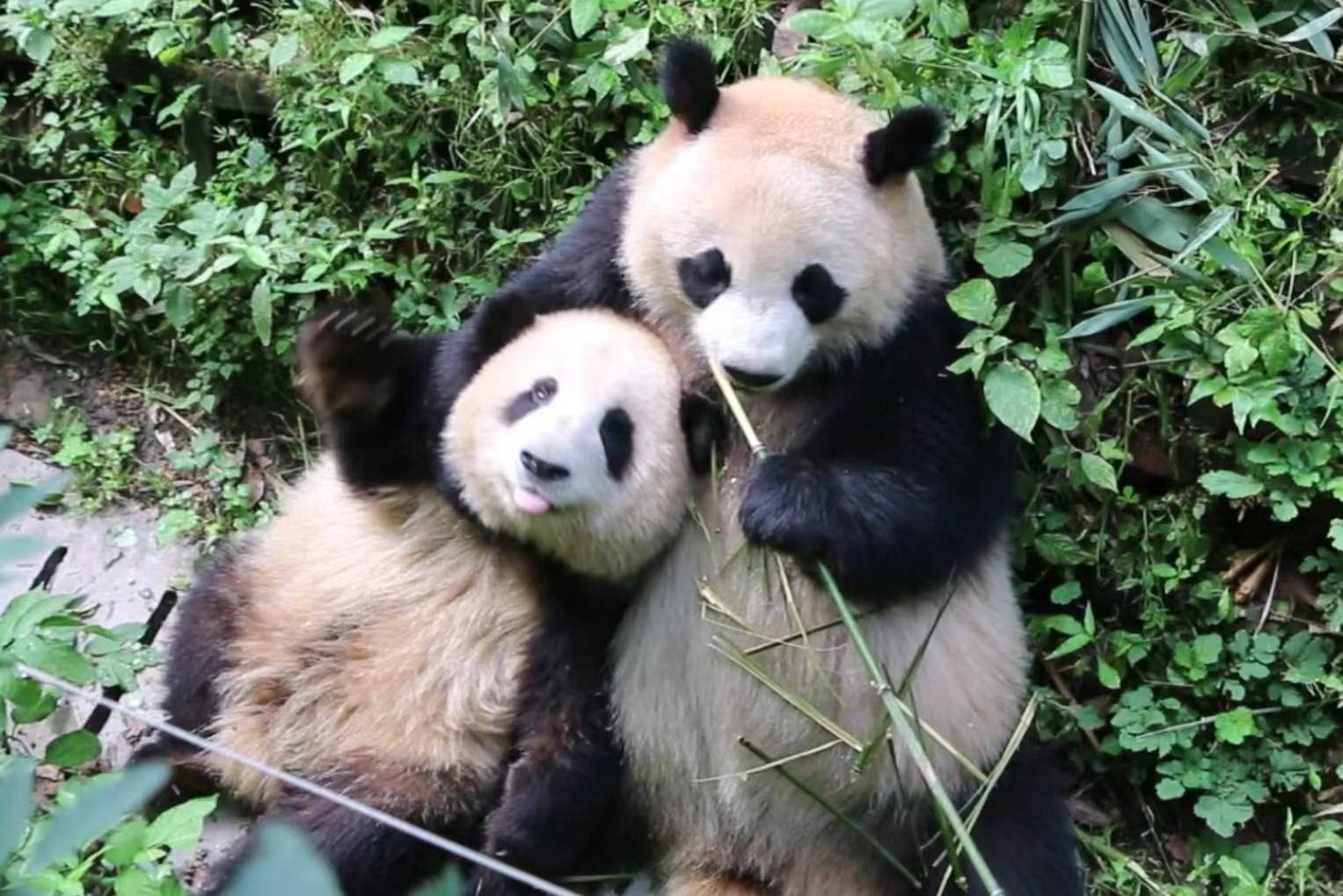 大熊猫"花花"的介绍牌上出现日文!网友瞬间不淡定了_原因_日本_国家