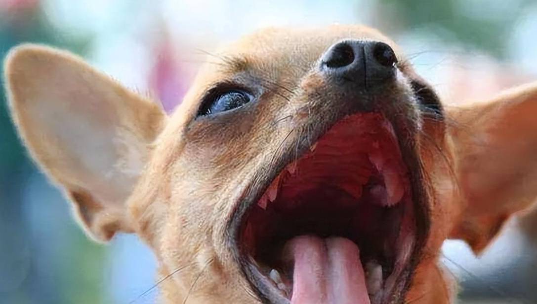 吉娃娃咬人怎么办?训犬师:这几招很有效_狗狗_主人_训练