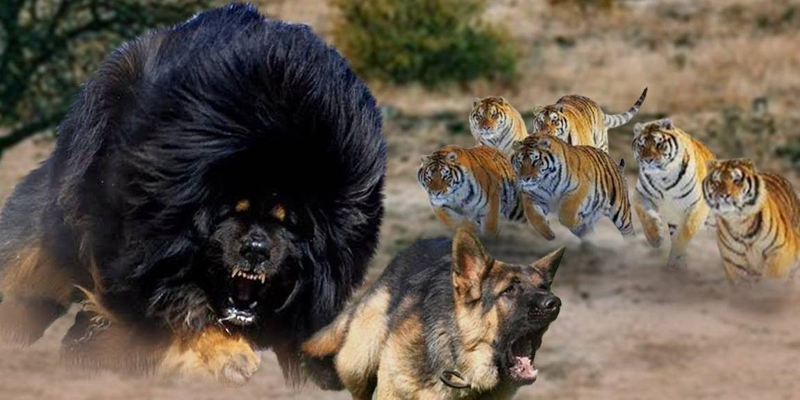 3只藏獒vs1头老虎,猫科二哥能够支撑多久呢?_孟加拉虎_地区_肌肉