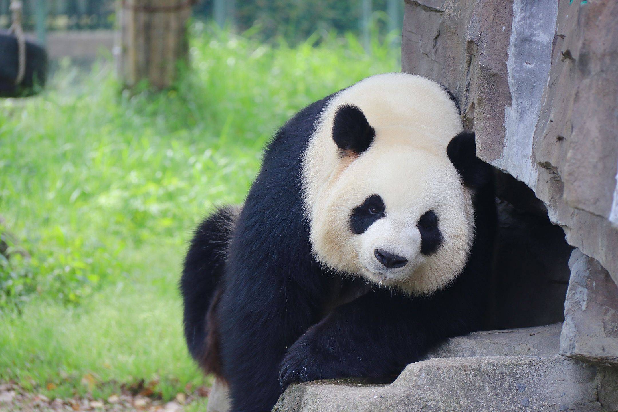 国宝：大熊猫 - 知乎