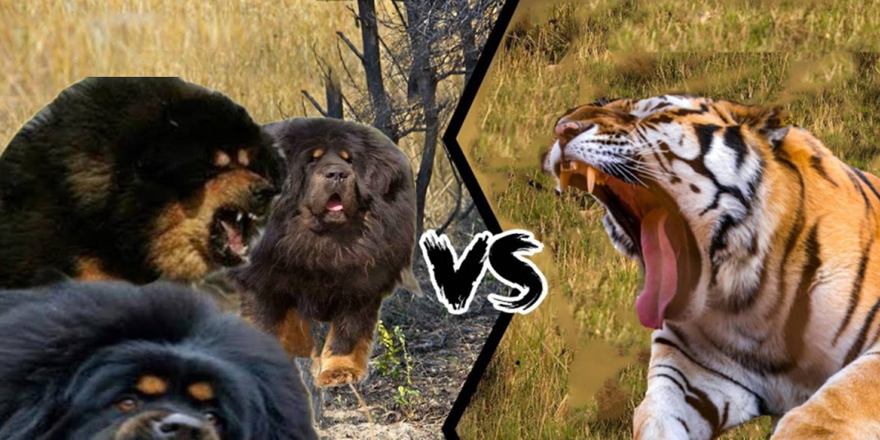 3只藏獒vs1头老虎,猫科二哥能够支撑多久呢?_孟加拉虎_地区_肌肉