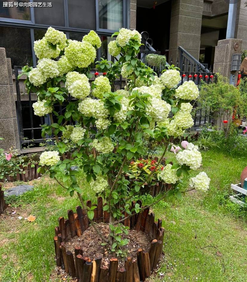切记不要盲目跟风_木本植物_种植_时间