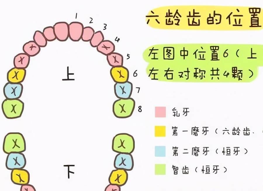 乳牙有20顆,恆牙有28～32顆,也就是說只有20顆乳牙是會更換的,長在