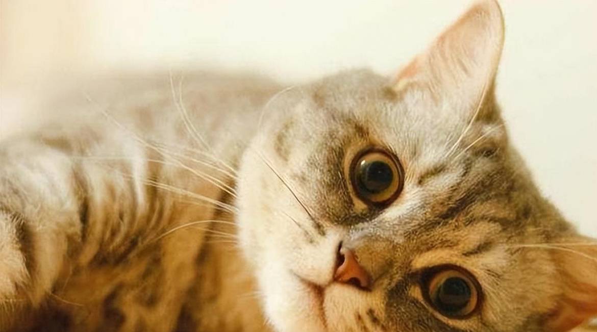 猫每个月都要做体内外驱虫吗