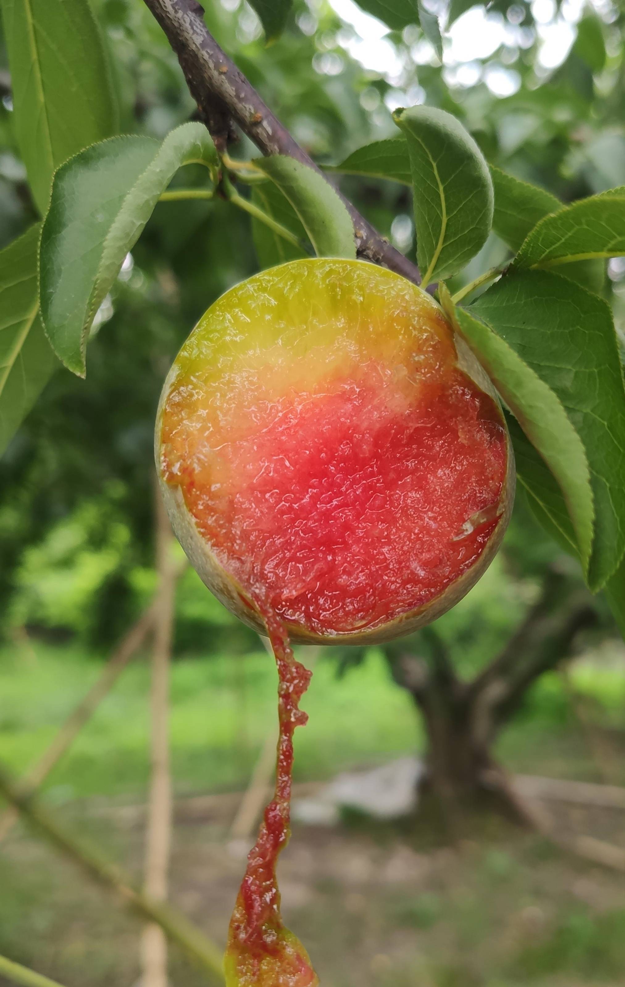 vc好果——翁源三华李多吃富含维生素c的水果好处多多导致大量维生素