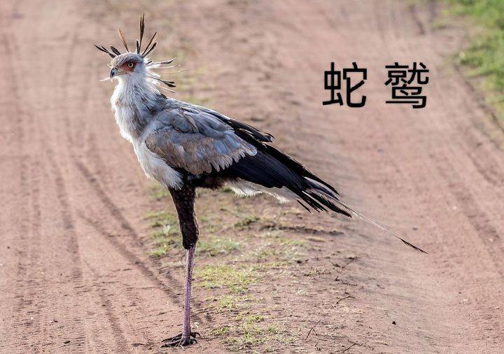 "饮鸩止渴"中的"鸩"鸟现身浙江舟山,它真的是一种"毒鸟"吗_鸟类_蛇毒