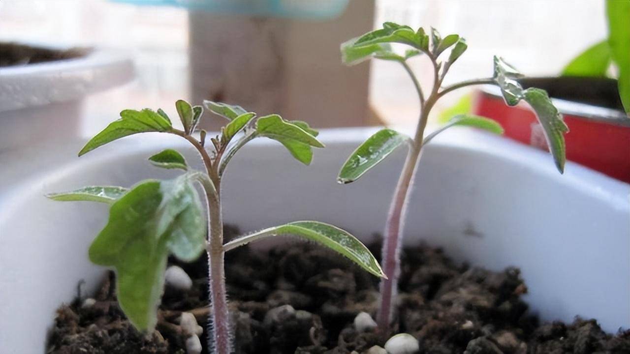 春天了,番茄小盆栽种起来,颜值高味道好, 主要科技含量少
