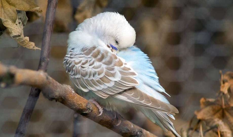 虎皮鹦鹉什么时候会"炸毛"?_羽毛_疾病_显得