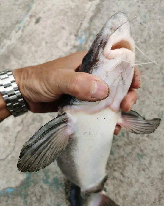 長江流域驚現大量