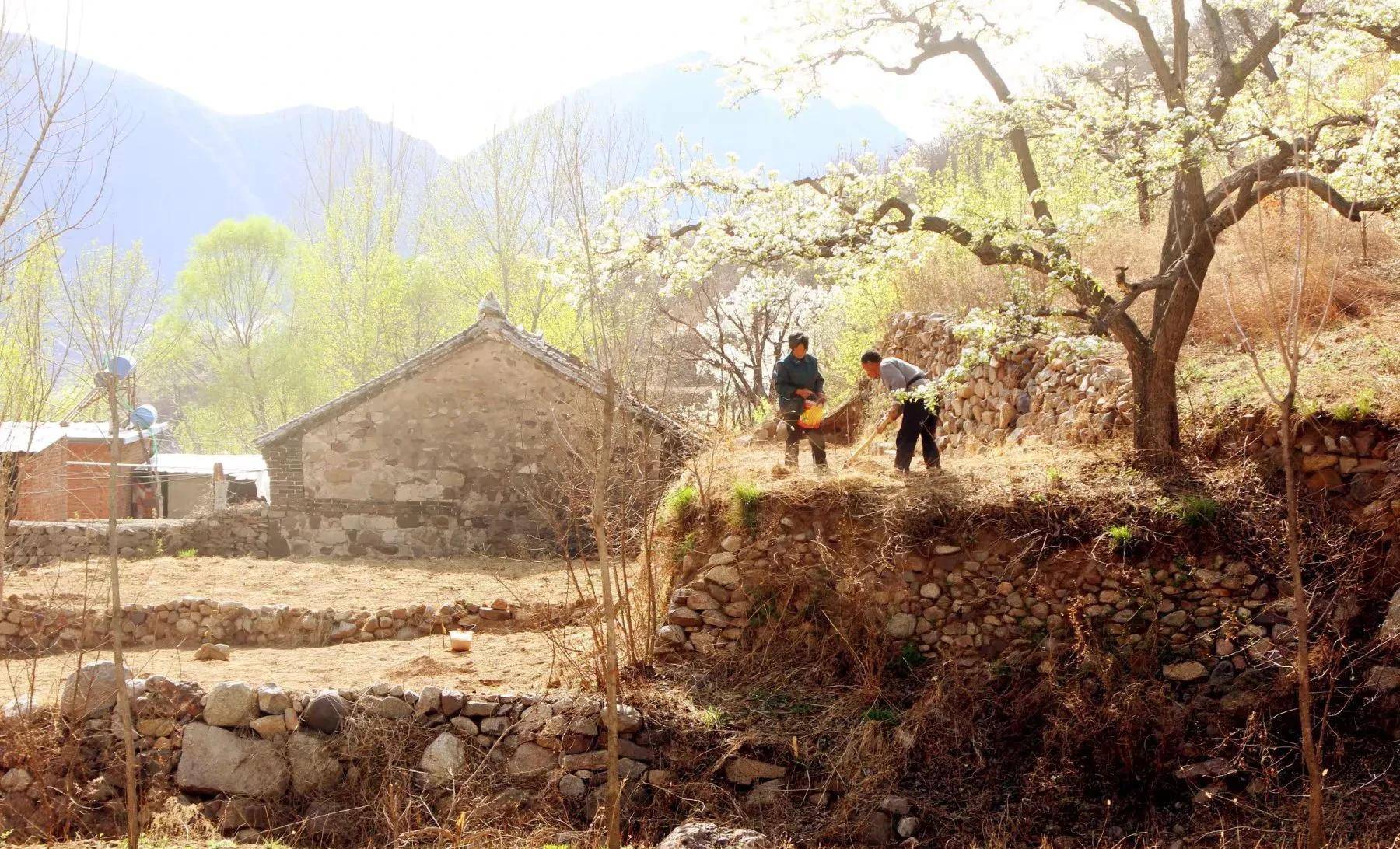 梨花盛开的一个北方小山村,另一番风景