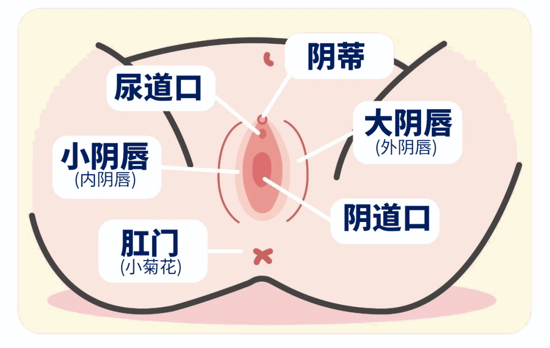 尿道口粘连图片