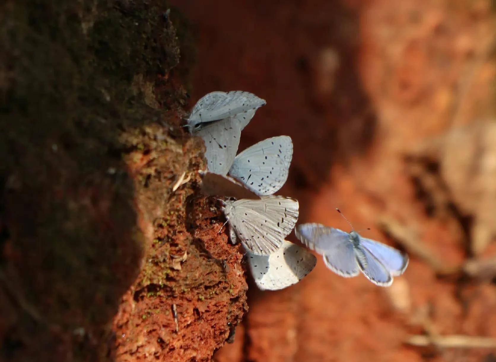 (十二)琉璃灰蝶(十)拟稻眉眼蝶(九)黑脉蛺蝶幼虫(八)金斑剑凤蝶(七)黎