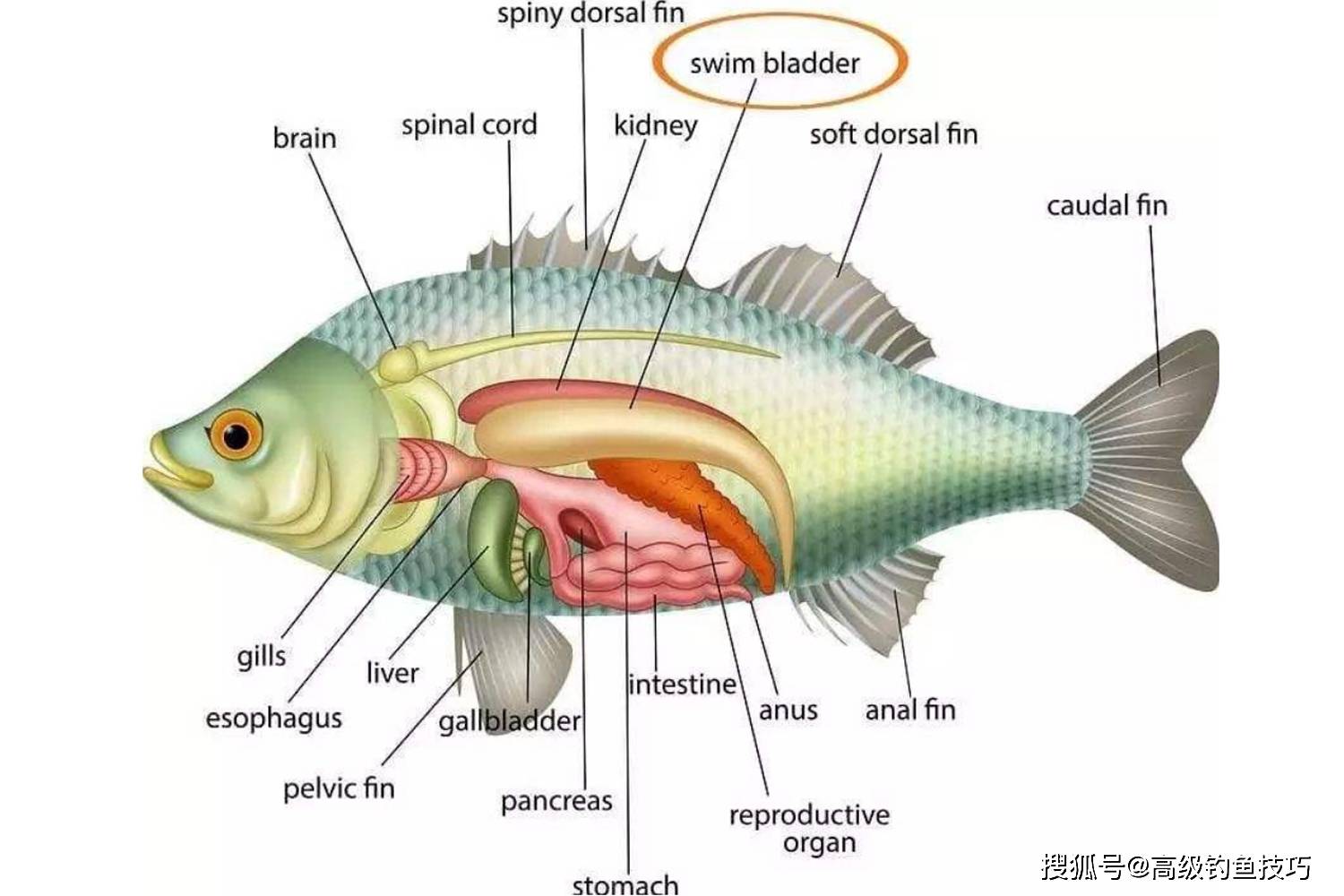 鲤鱼解剖图手绘图片