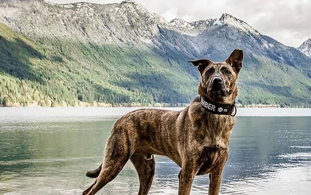 狩猎能力再强,也躲不过这6点_训练_猎犬_毛发