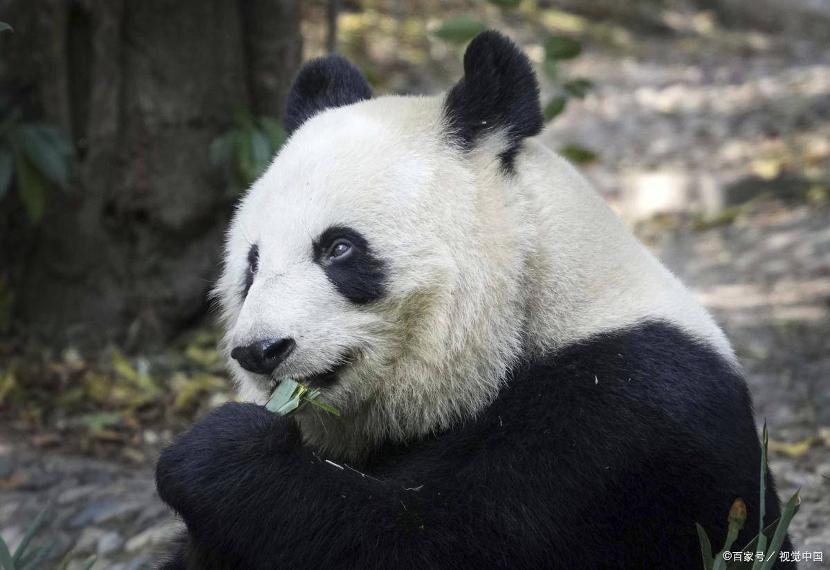 熊猫耳朵壁纸图片