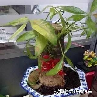 原创            盆栽花卉黄叶，按图索骥治疗（盆载花黄叶怎么办?）