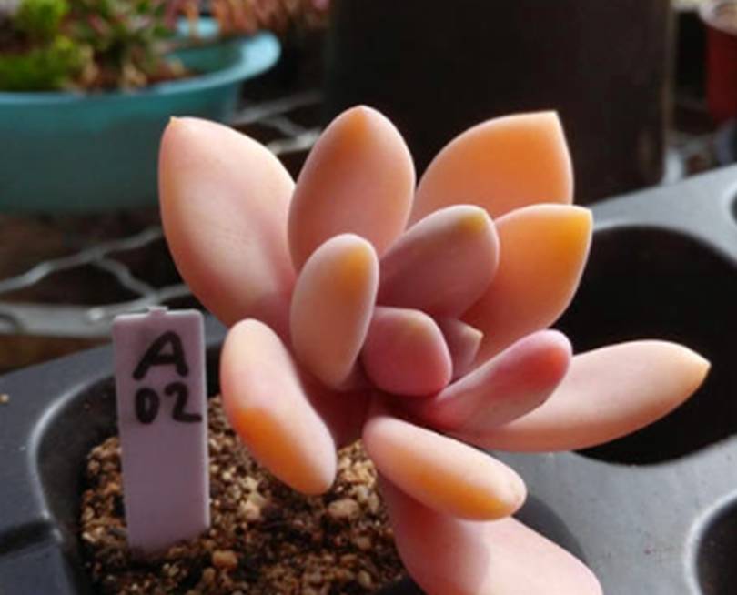 冬天专属多肉冬美人,养护牢记5要点,上色爆头长侧芽_温度_花盆_光照