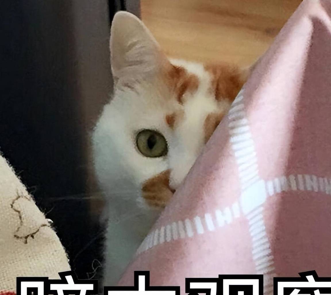 原来养猫有这7大“副作用”，网友：真的太准了-养猫的危害性