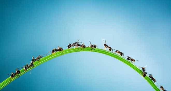 蚂蚁举木头手机壁纸图片