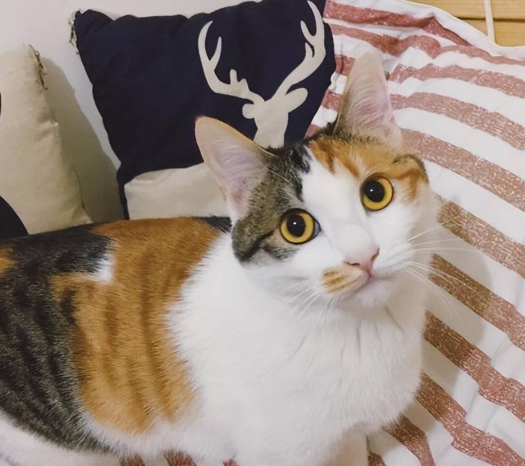 猫咪的性格也是与主人有关的,想要三花猫性格温顺