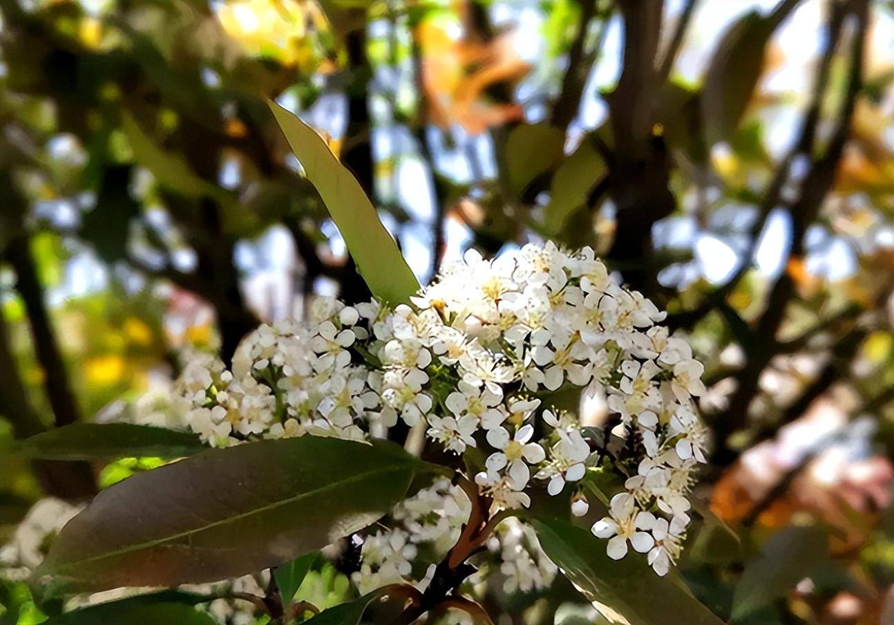 上海复旦大学石楠花开,气质令人尴尬?校方:"阉"了!_植物_气味_处理