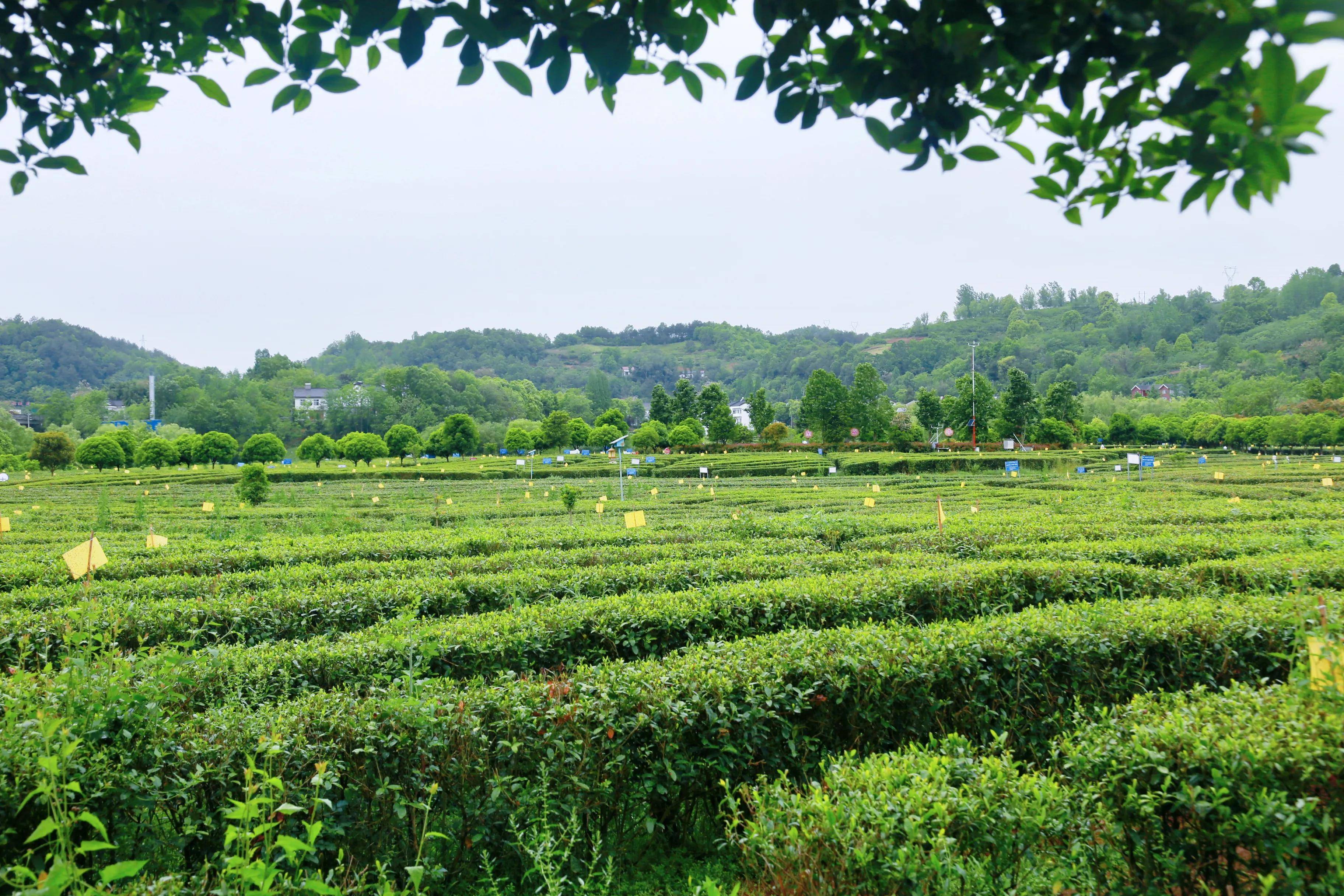汉中西乡茶园图片图片