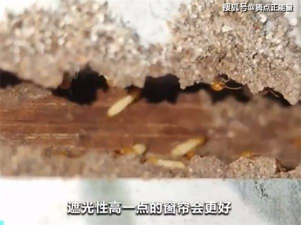 浙江一大坝挖出生长十几年白蚁后！专家科普预防、灭杀措施（水库白蚁工程报价表）