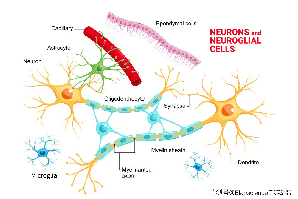 4 neuroinflammatory responses involve neuroglia cell神经炎症相关