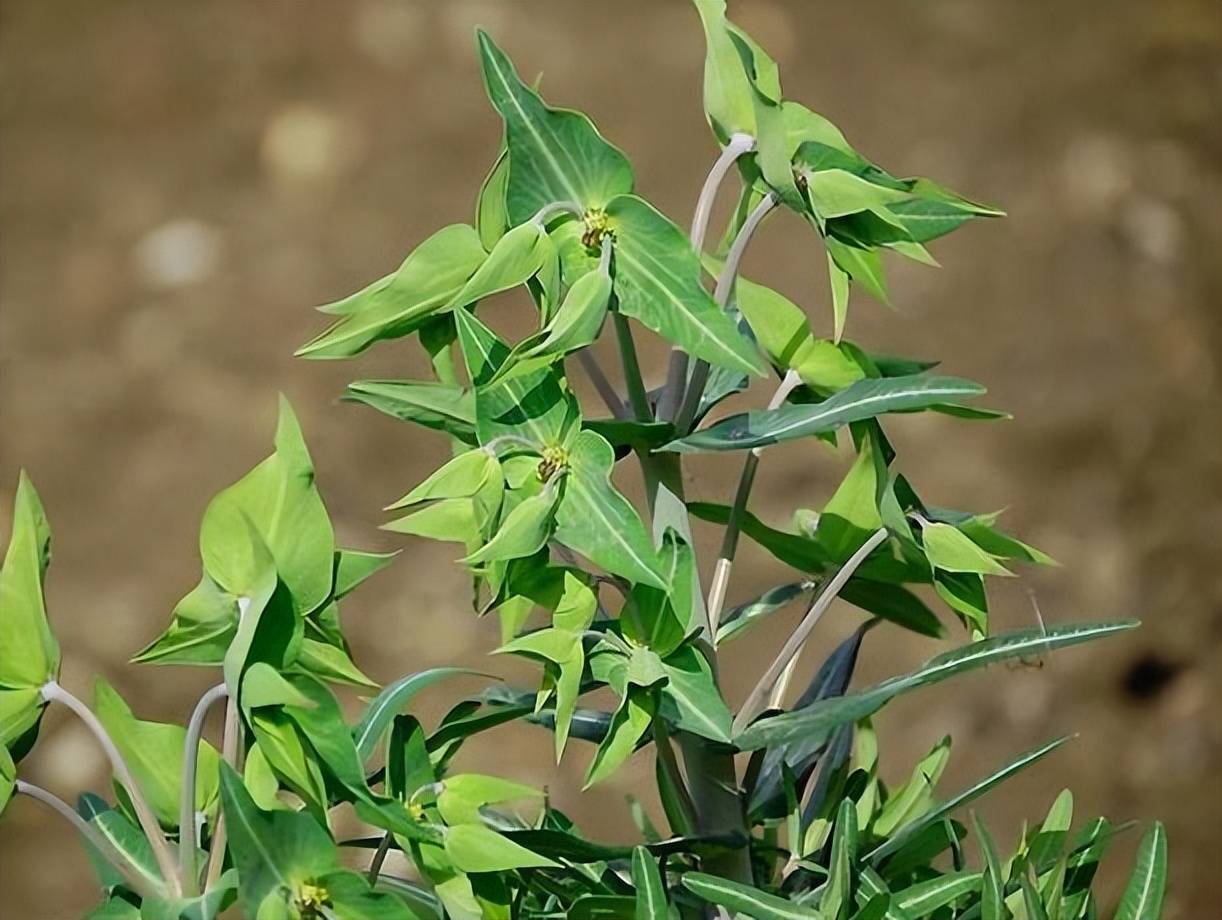 "千金子"只是它的一种别称,但是从它的别称就可以看出这种野生植物的