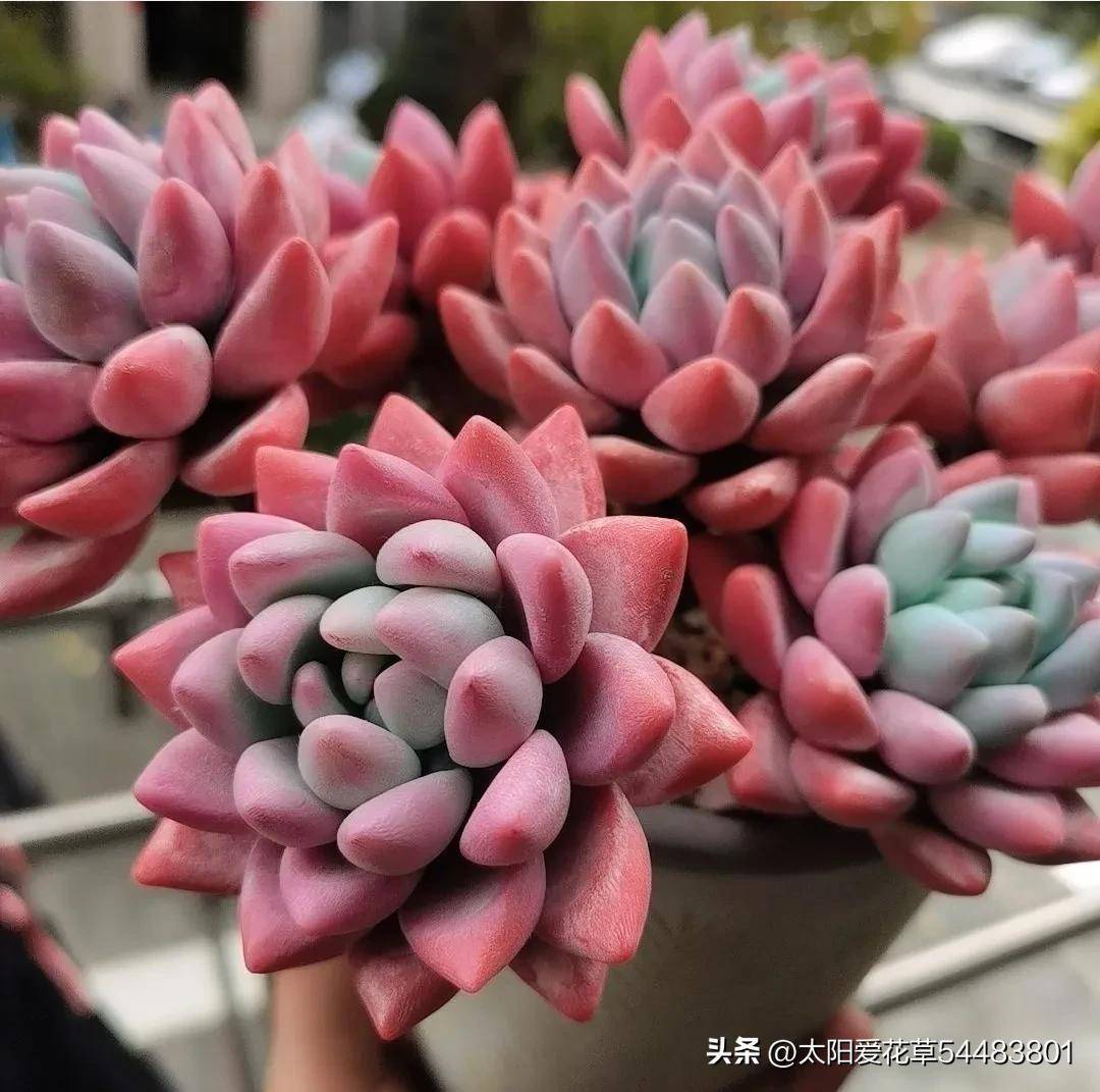 春天的奥普琳娜,比冬天更肥美,漂亮的如荷花一样仙气飘飘_状态_土壤