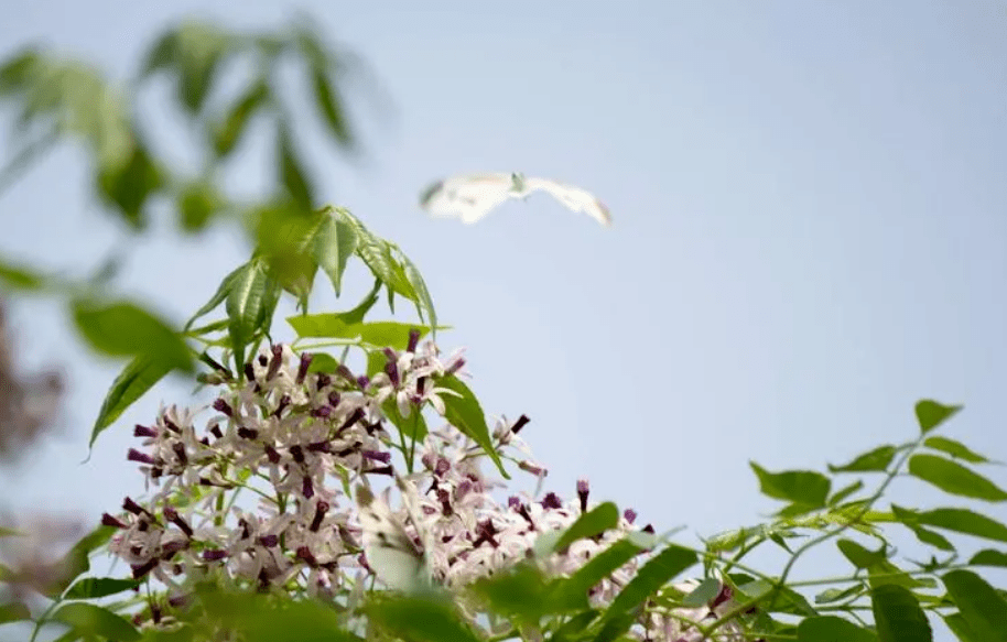 楝子树花图片