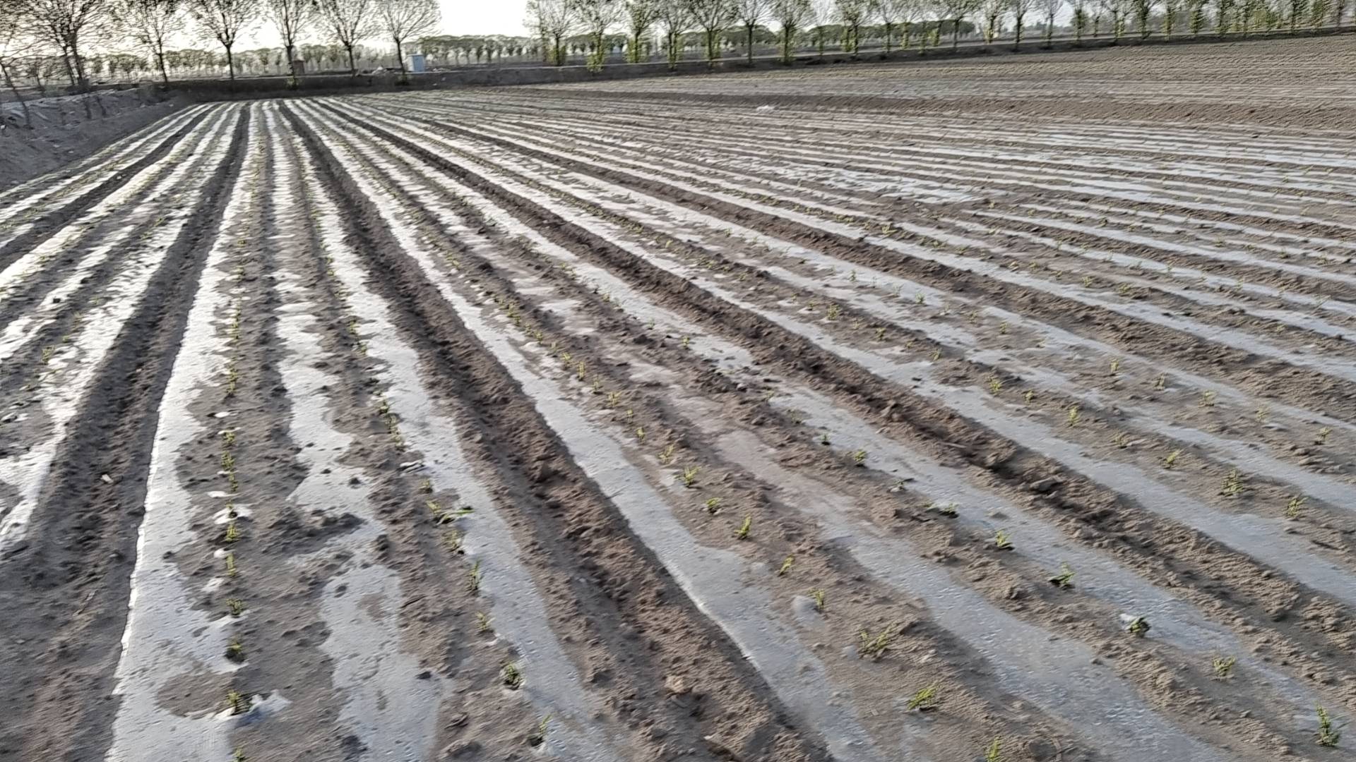 民勤风沙往事_王文明_生活_青土