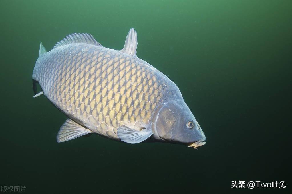 咸水鱼和淡水鱼的特点,生态环境和生活习性,你知道多少?