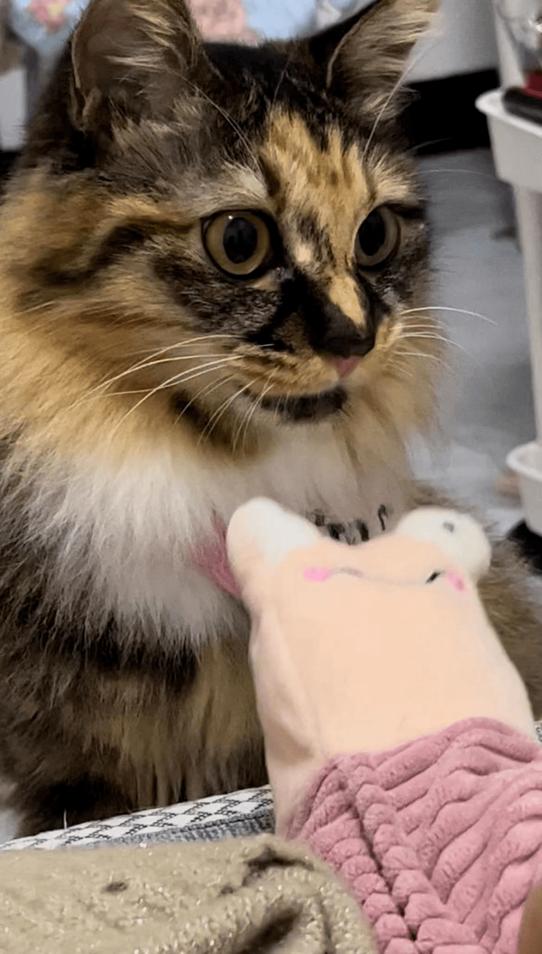 山狸子与人类结下深厚的情谊,离别时难舍难分…_小哥_猫咪_时候