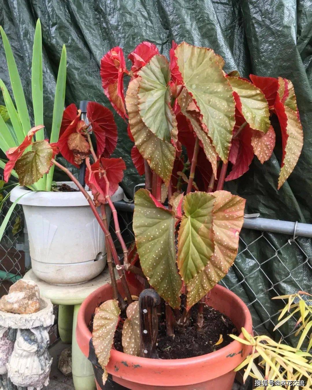 盆栽秋海棠快速扦插繁殖,土培和水培都没问题_枝条_进行_修剪