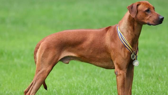 泰国脊背犬泰国脊背犬一直都生活在泰国,没有跟别的狗狗一样输出国外