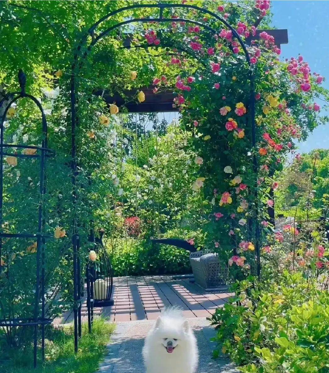 军嫂张馨予晒自家后花园,人比花娇,评论区热闹非凡_种植_蔬菜_照片
