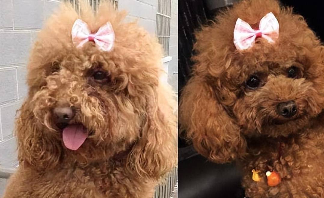 泰迪犬"毛发褪色"该怎么处理?这4个方法很有用_情况_饮食_进行